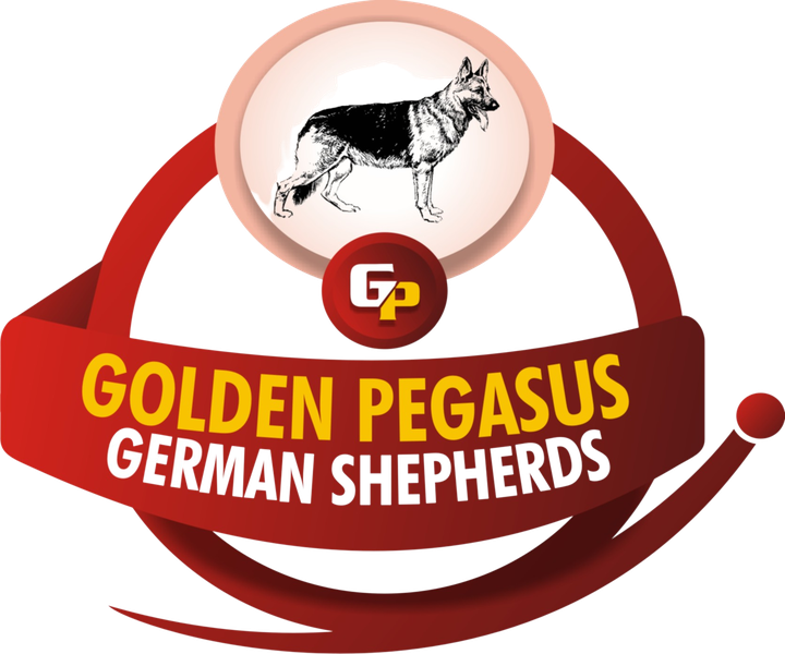 Golden Pegasus German shepherds