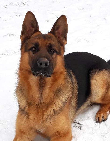 Vincent's German Shepherds