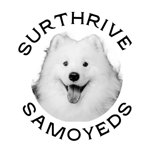 SurThrive Samoyeds
