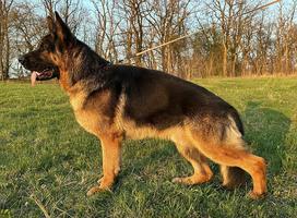 Young male for sale