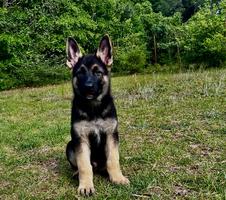 1 Male 100% German lines!