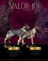 Elite Working Line German Shepherd Litter (A1)