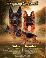 SG1 / V4  Bazooka de Casa Celta son puppies sale