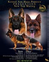 SG2 / VA4 Sam von Dakota son long hair for sale