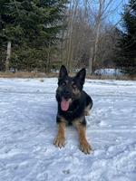 working line stud dog