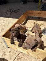 American bully exotic-micro puppies