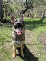 1 year old working-line female