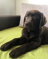 Chocolate Labrador Retriever Puppies