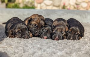 V1 Jason Vom Naisshof Puppies