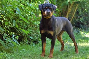 ADRK Rottweiler female soon in heat