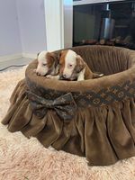 Dwarf Shorthair Dachshunds Extra Mini
