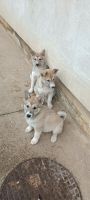 West Siberian Laika puppies