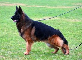 Male for sale