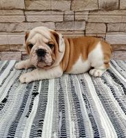 English bulldog