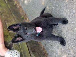DDR/Czech German Shepherd Puppy