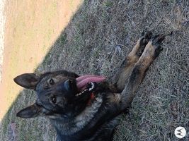 Harley, 4 yrs Sire Titled