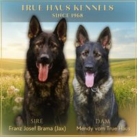 Jax & Mendy litter born 5-28-26 we have 2 all blac