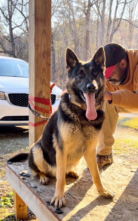 AKC Large working line male shepherd