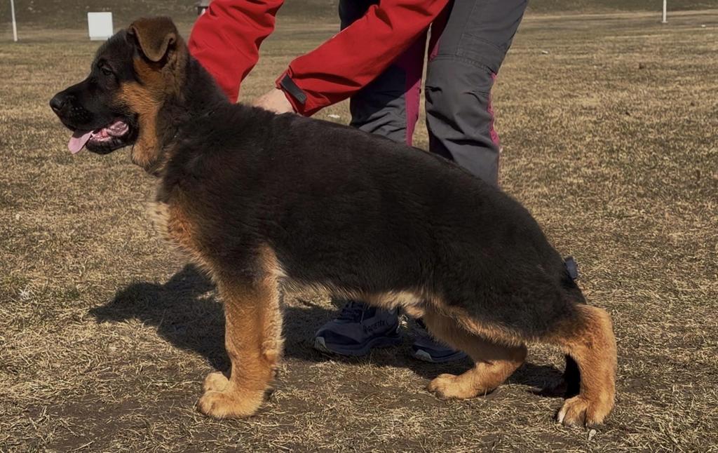2xVA1 Mio vom Team Huhnegrab son for sale