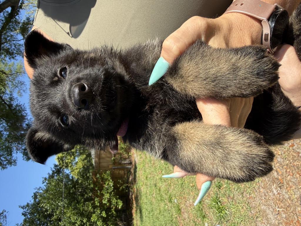 Dark Sable, Black &Tan Pups Sire Powerful German S
