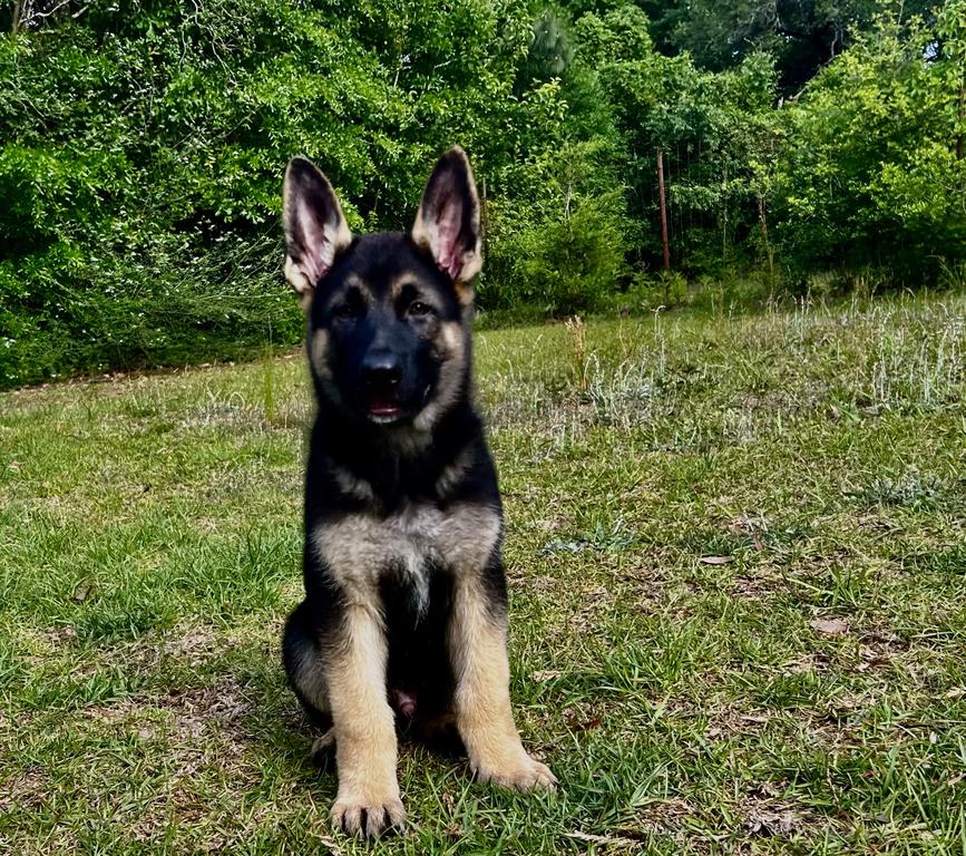 1 Male 100% German lines!