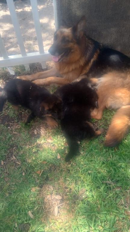 German Shephard Female Puppies For Sale!