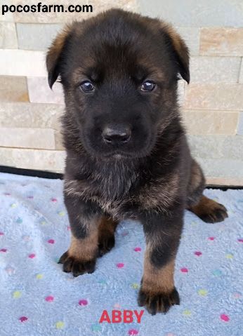 AKC CMKU/DDR puppies