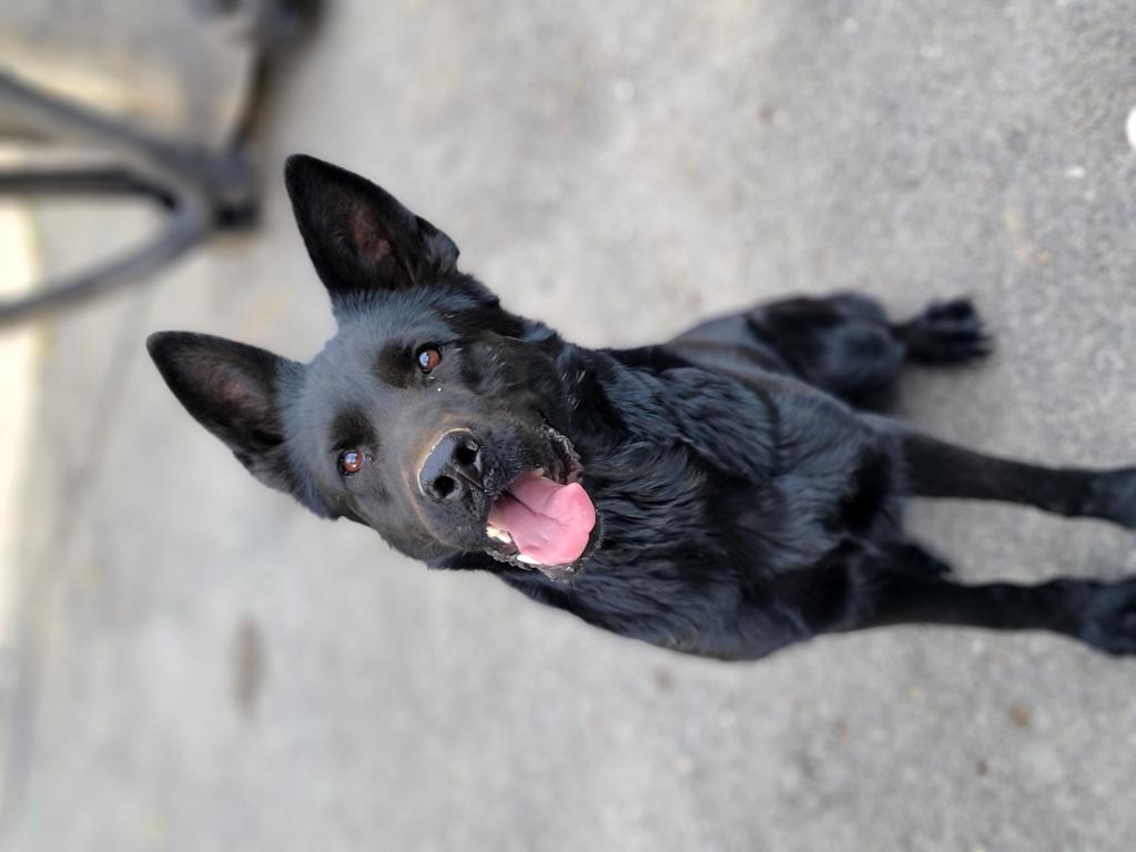 DDR Stasi female bred