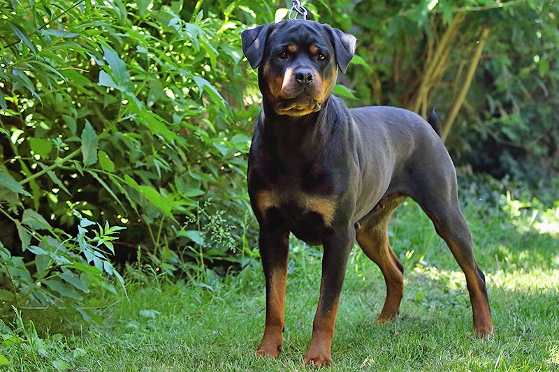 ADRK Rottweiler female soon in heat