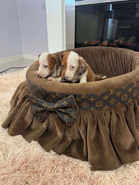 Dwarf Shorthair Dachshunds Extra Mini