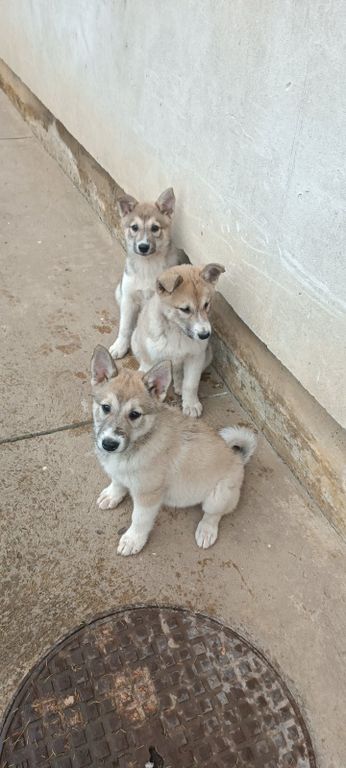 West Siberian Laika puppies