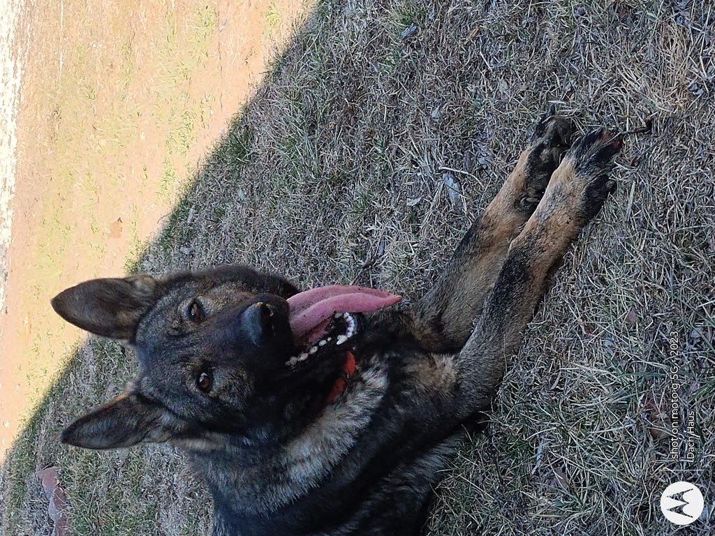 Harley, 4 yrs Sire Titled