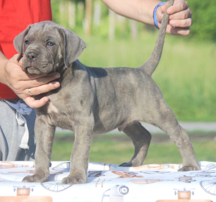Cane Corso puppies