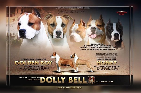 American Staffordshire Terrier