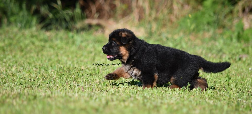 Very nice Puppies for sale