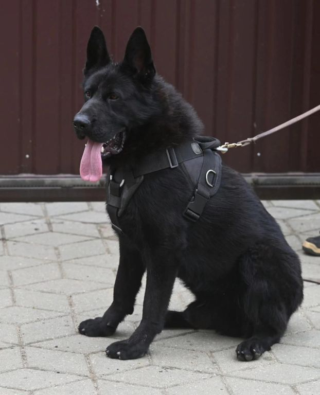 Solid DDR 1 year old male available