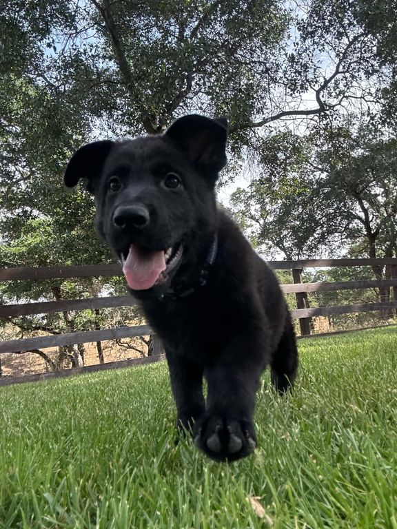 Beautiful solid black male pup for sale