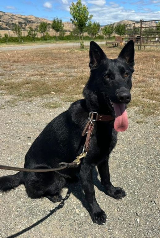 Solid black female for sale