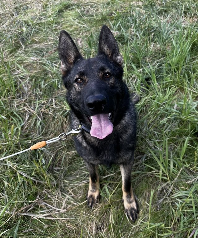 Stunning black sable female