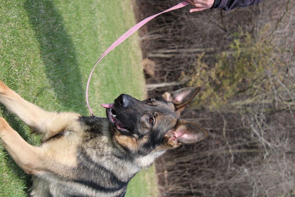Female Available Sable