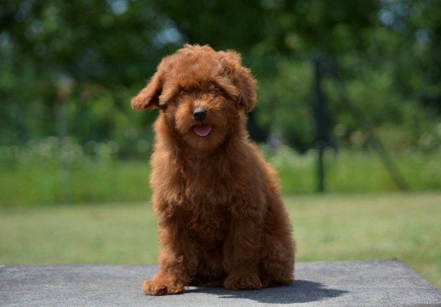 Toy poodle, female puppy