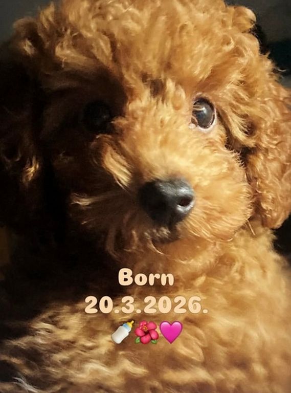 Red TOY POODLES, top litter of champion origin