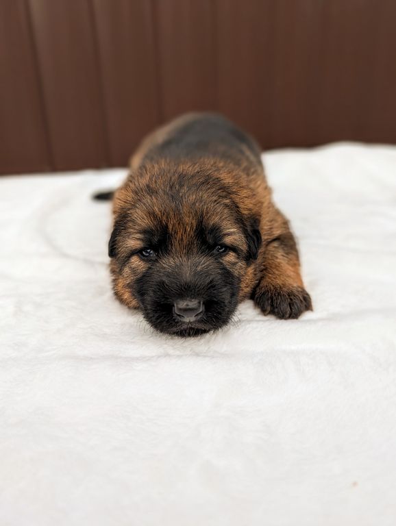 V1 Jason Vom Naisshof Puppies 