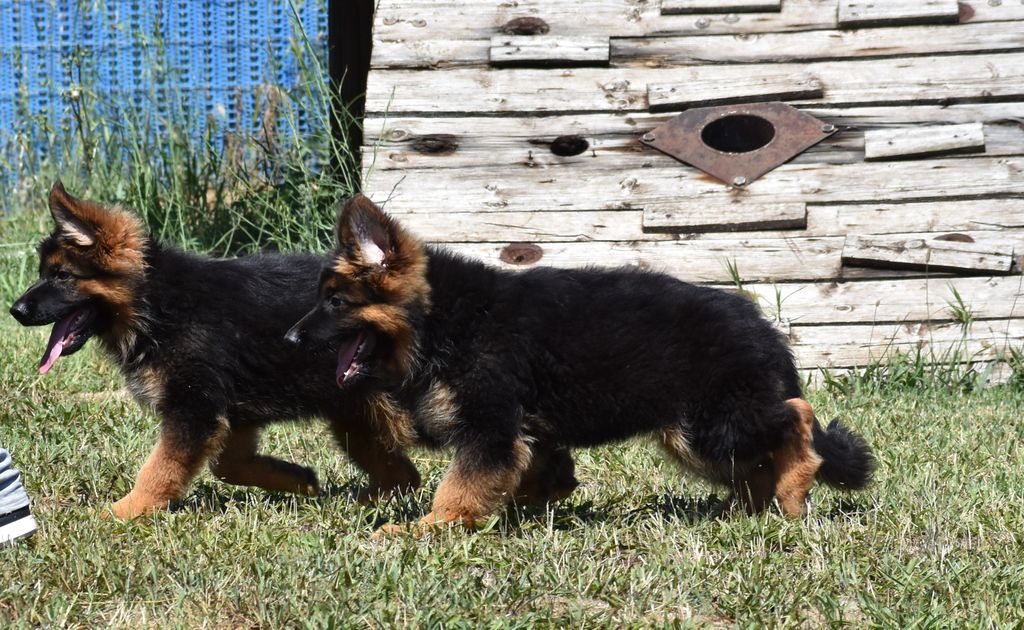 High Quality two long coat females