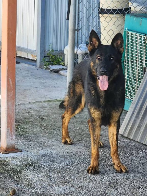 imported male for sale 14 months old