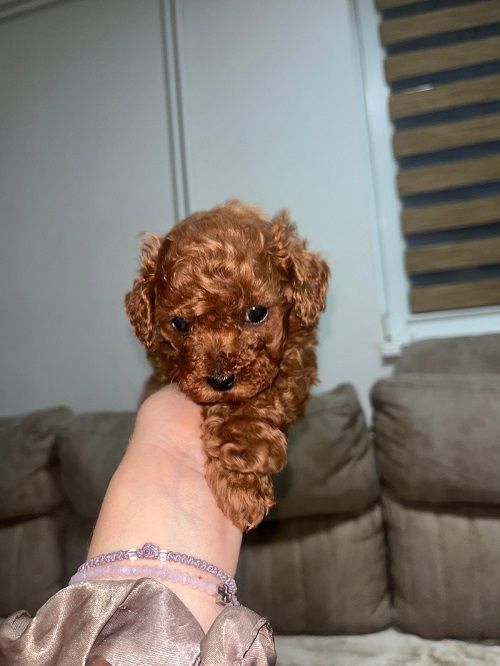 Toy poodle