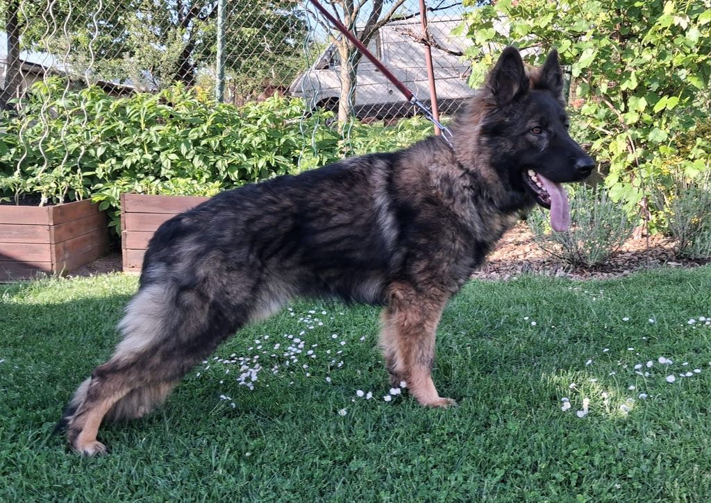 Dual purpose GSD male available