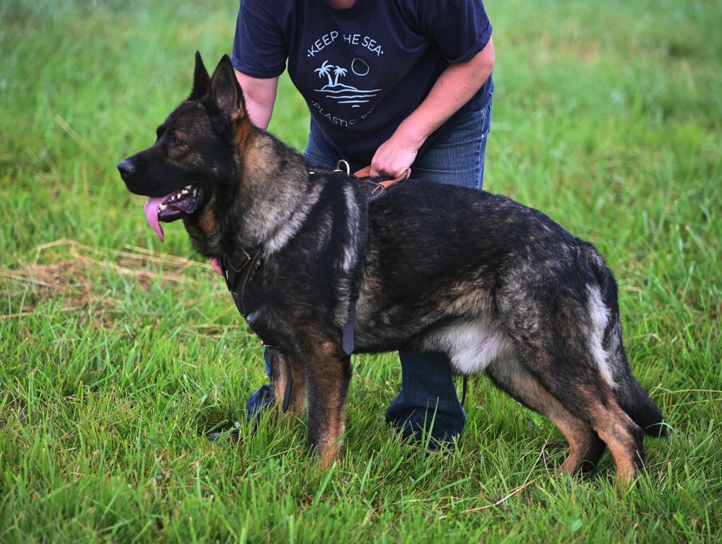 Top notch  DDR 1 year old male available