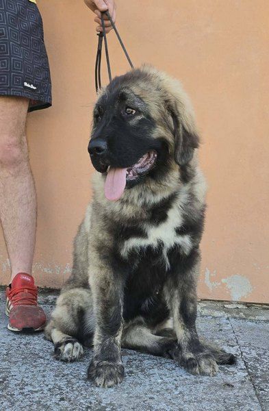 Caucasian shepherd top quality puppies