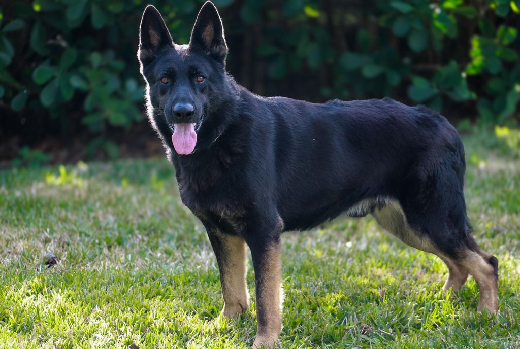 GERMAN SHEPHERD IMPORT MALE STUD REHOMING